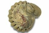 Wide Enrolled Morocops Trilobite - Morocco #310754-1